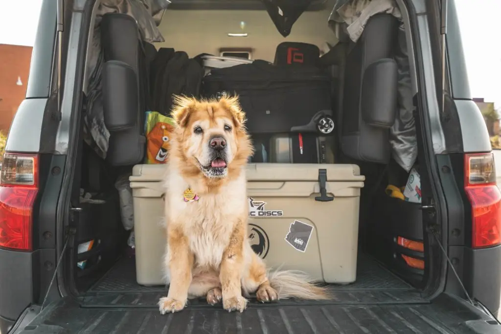 What to Do With Dog While Traveling