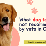 What'S Negative About a Grain-Free Diet for Dogs