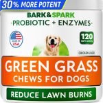 What'S the Best Grass for Dogs