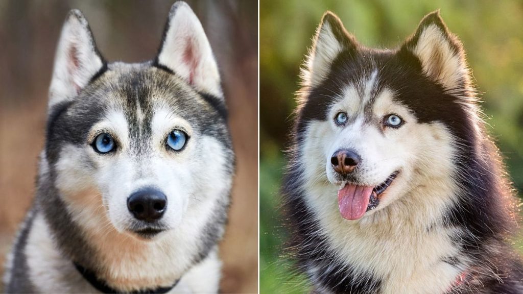 When Can a Siberian Husky Switch to Adult Dog Food