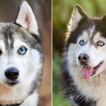When Can a Siberian Husky Switch to Adult Dog Food