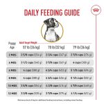 When Can I Switch My Puppy to Adult Dog Food