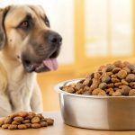 When Can My Large Breed Dog Eat Adult Food