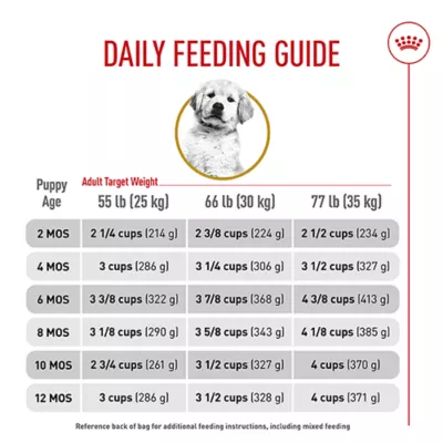 When Can You Feed Golden Retreiver Puppies Adult Dog Food