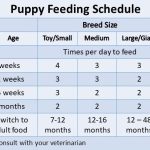When Can You Start Feeding Your Puppy Adult Dog Food