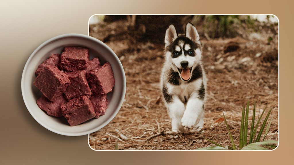 When Do I Start Adult Dog Food Husky