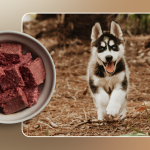 When Do I Start Adult Dog Food Husky