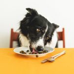 When Does Dog Eat Adult Food