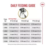 When Do.Yoh Start Giving a Dog Adult Food