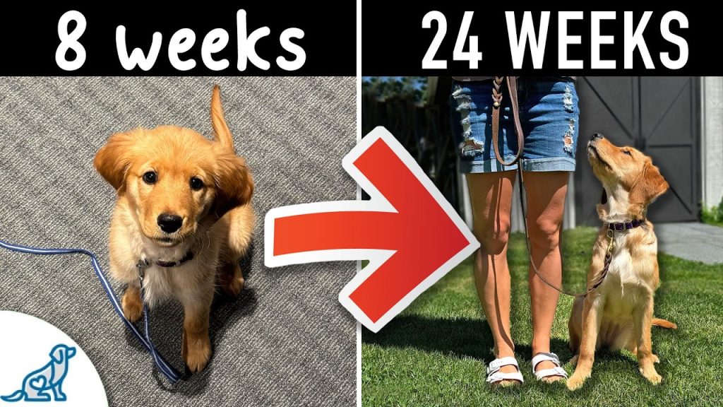 When is the Best Time to Start Training a Dog