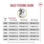 When Should a Lab Puppy Start Eating Adult Dog Food