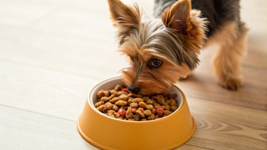 When Should a Yorkie Puppy Transition to Adult Dog Food