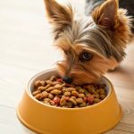 When Should a Yorkie Puppy Transition to Adult Dog Food