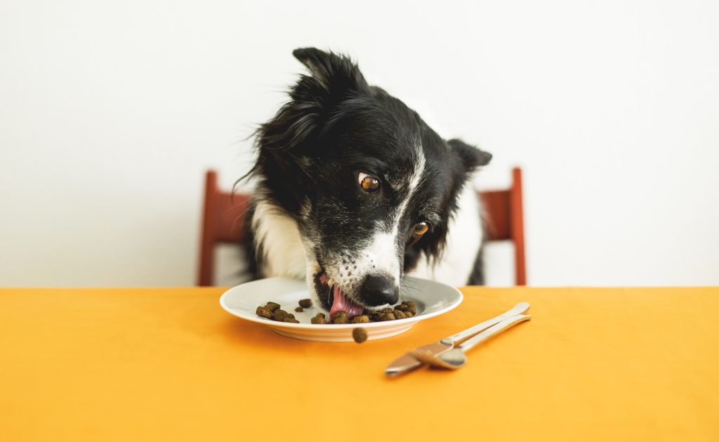 When Should Dogs Move to Adult Food