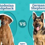 When Should I Start My Gsd on Adult Dog Food