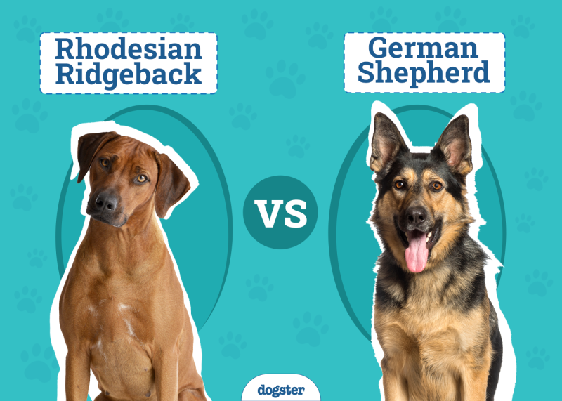 When Should I Start My Gsd on Adult Dog Food