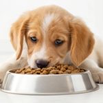 When Should Puppyu Eat Adult Dog Food