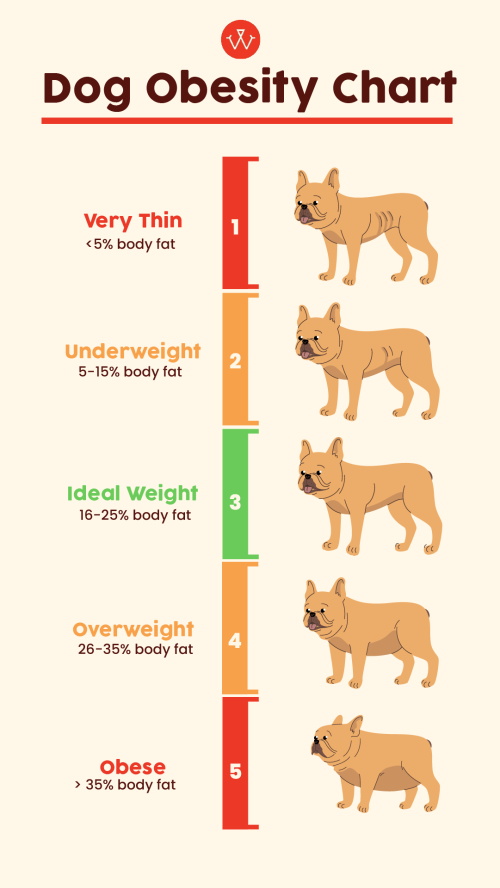 When Should You Give Large Breed Puppies Adult Dog Food