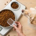 When Shoyld Inconvert My Dogs Food to Adult Food