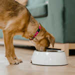 When to Change to Adult Dog Food from Puppy