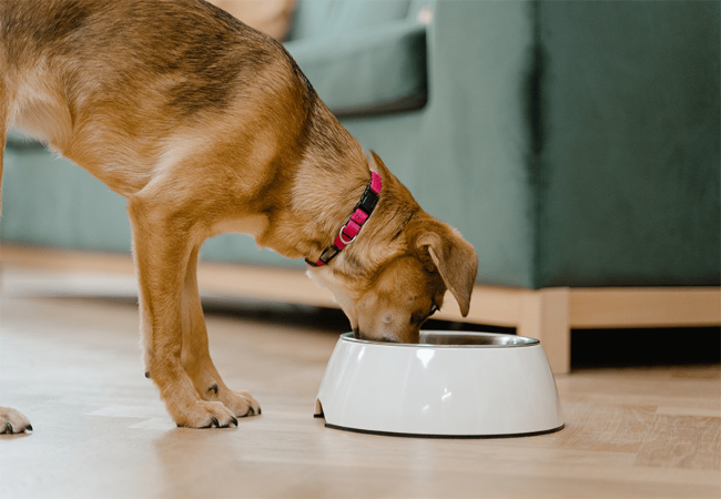 When to Change to Adult Dog Food from Puppy