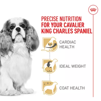 When to Feed Dog Adult Food Caviler