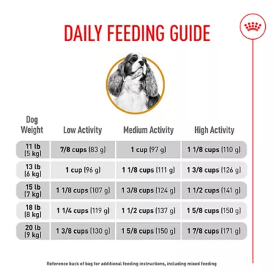 When to Feed Dog Adult Food to Cavalier