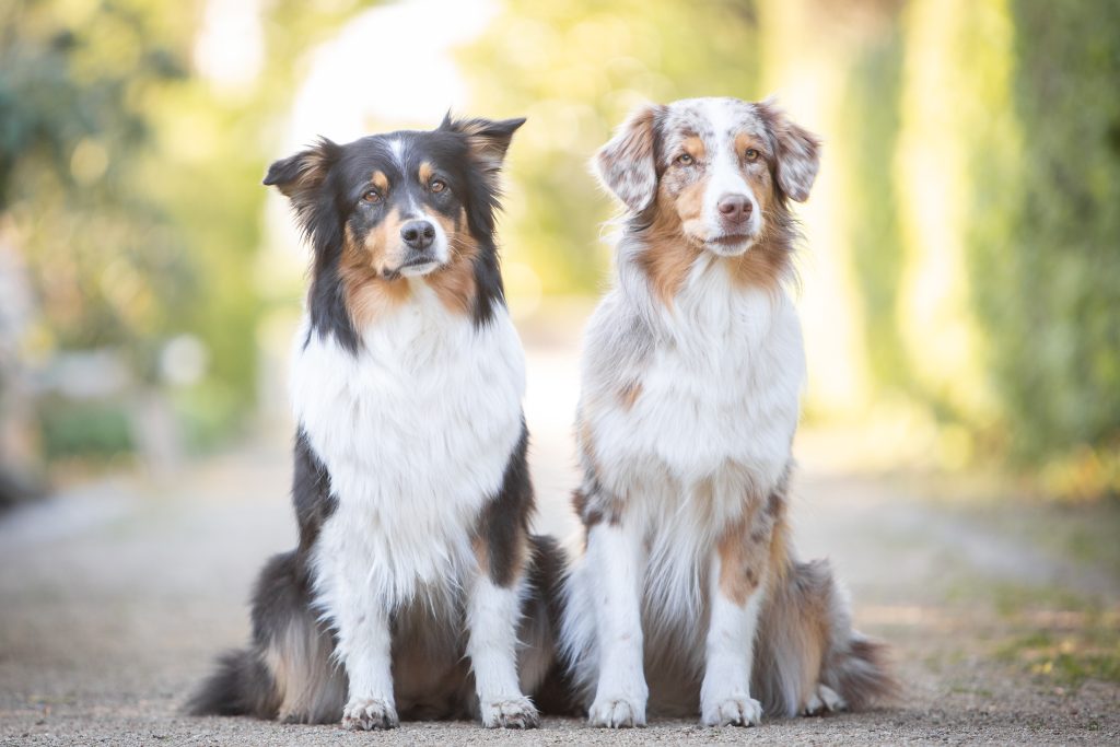 When to Start Feeding Dogs Adult Food Aussie