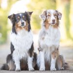 When to Start Feeding Dogs Adult Food Aussie
