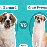 When to Start Feeding Saint Burnard Adult Dog Food