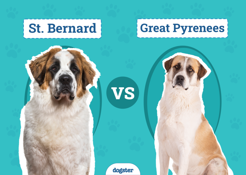 When to Start Feeding Saint Burnard Adult Dog Food