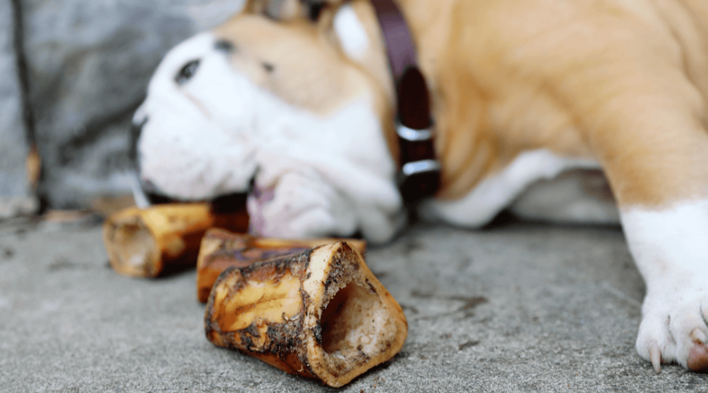 When to Start Training a Rescue Dog