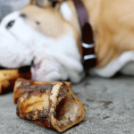 When to Start Training a Rescue Dog