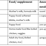 When to Switch My Lab to Adult Dog Food