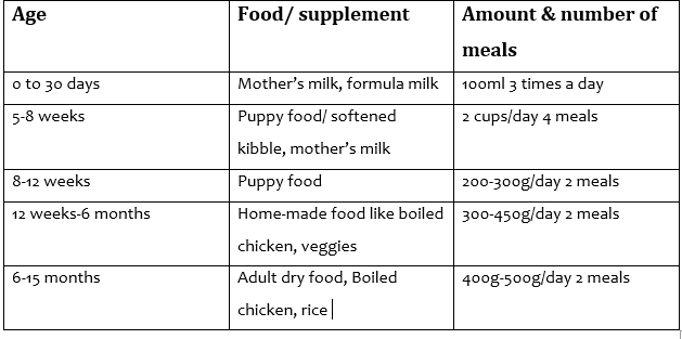 When to Switch My Lab to Adult Dog Food