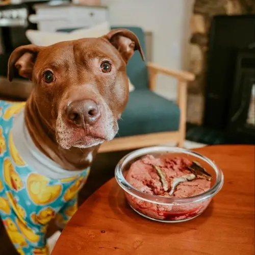 When to Switch Pitbull to Adult Dog Food