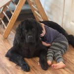 When to Switch to Adult Dog Food Reddit