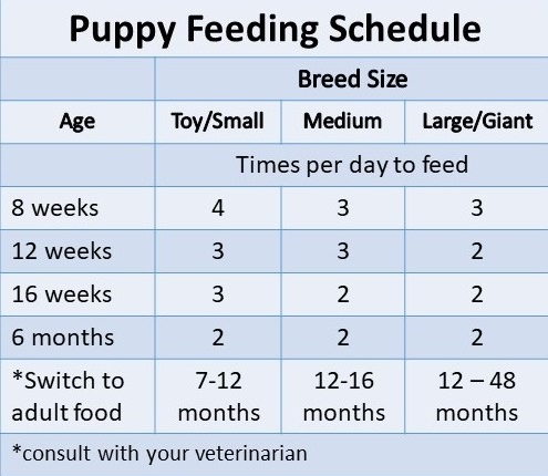 When to Switch Your Dog from Puppy Food to Adult