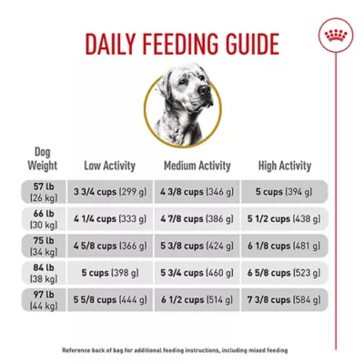 When to Transition a Lab to Adult Dog Food