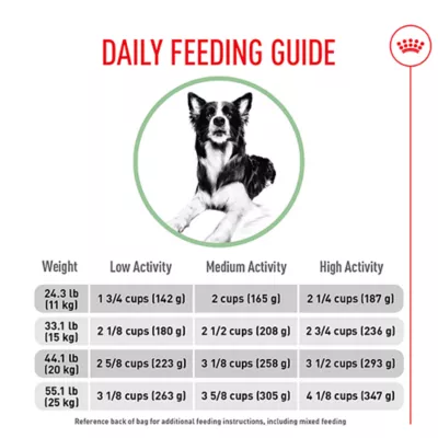 When to Upgrade to Adult Dog Food