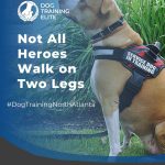 Where Can I Get a Trained Emotional Support Dog