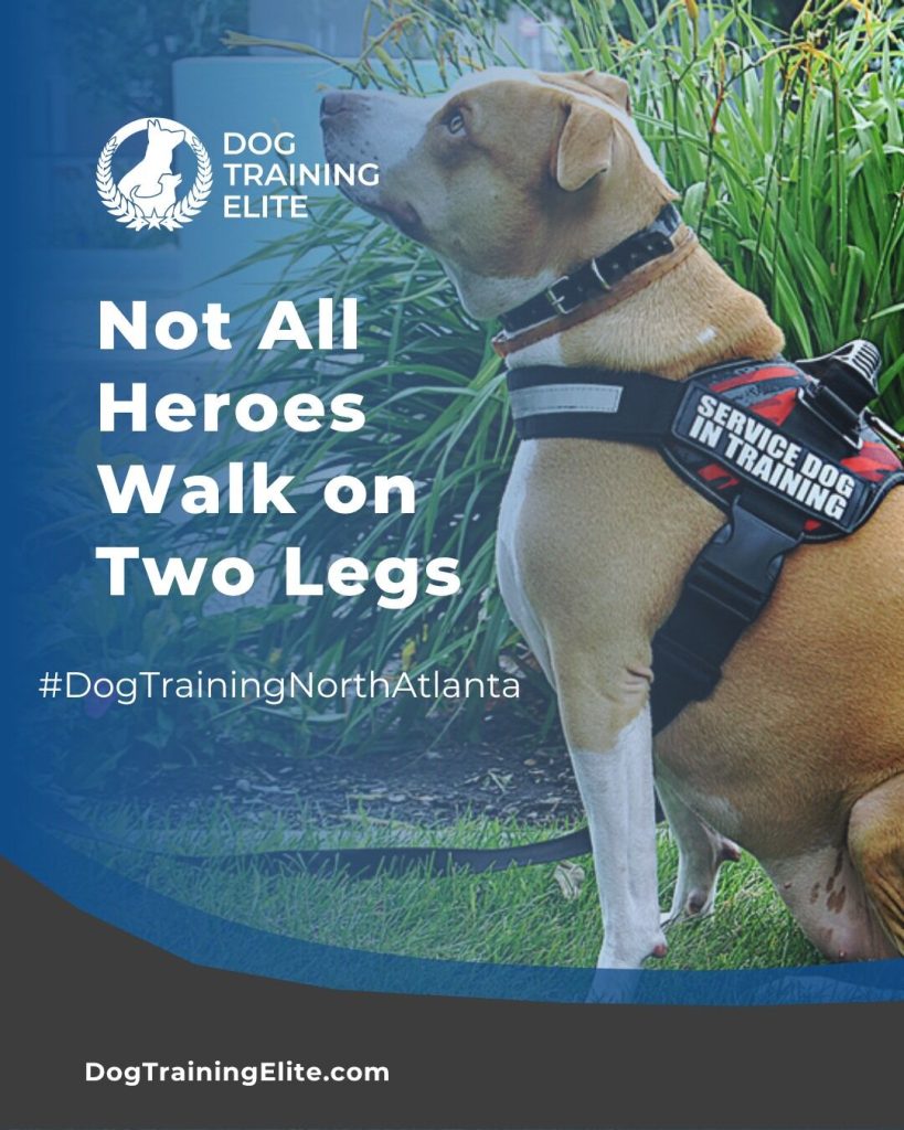 Where Can I Get a Trained Emotional Support Dog