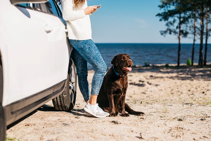 Where to Travel With Dogs