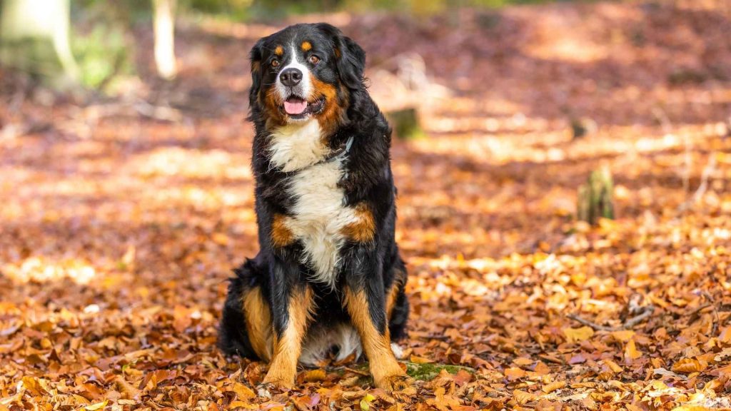 Which Dogs are Easy to Train