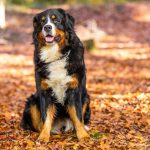 Which Dogs are Easy to Train