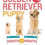 Why are Golden Retrievers the Best Dogs