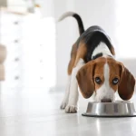 Why Do Dogs Require More Adult Food