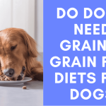 Why Grain Free Diet for Dogs
