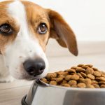 Will Adult Dog Food Make My Puppy Less Hungry