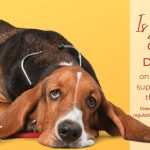 Will Puppy Food Kill Your Adult Dog